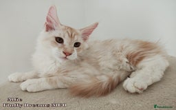 Maine Coon cats for sale: Two Cream Boys ES23 from Fluffy Dreams MCO - Image 3
