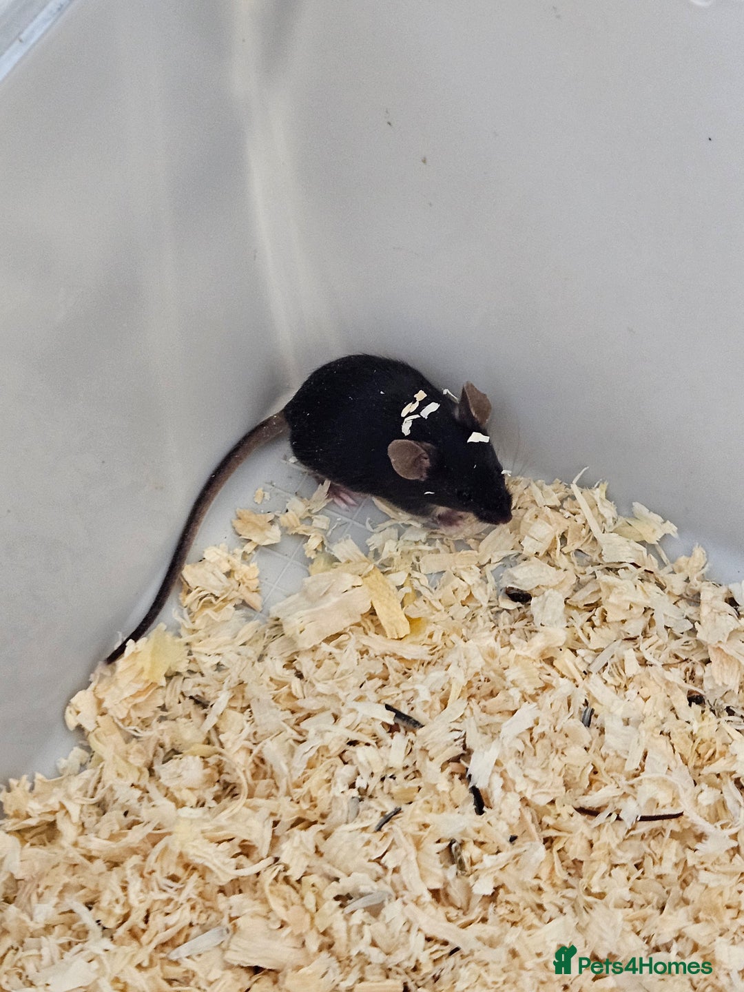 Mouse rodents for sale: Fancy mice  - Advert 6