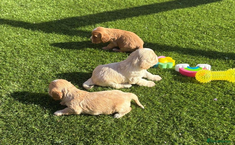 Mixed Breed dogs - Advert 15