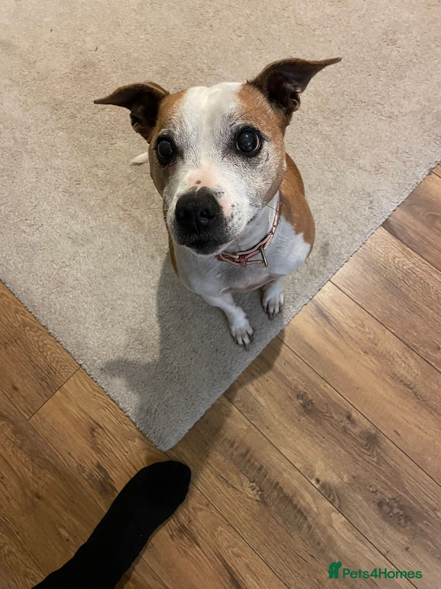 Mixed Breed dogs Roxy for adoption due to moving overseas - Advert 2