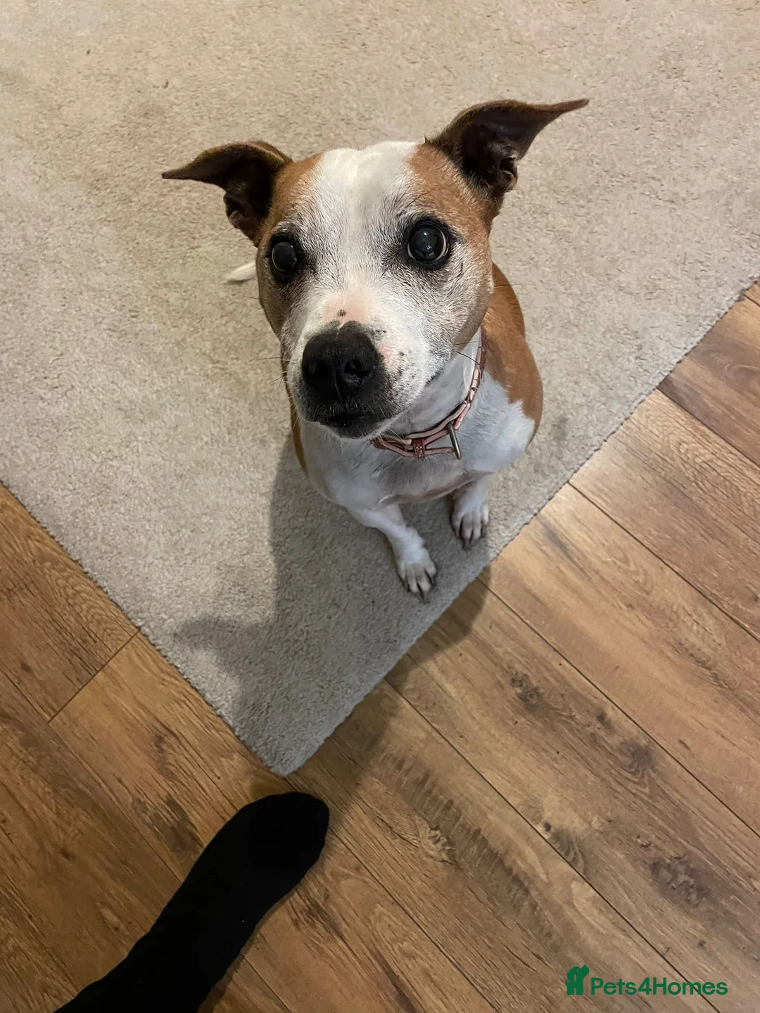 Mixed Breed dogs for sale: Roxy for adoption due to moving overseas - Advert 1