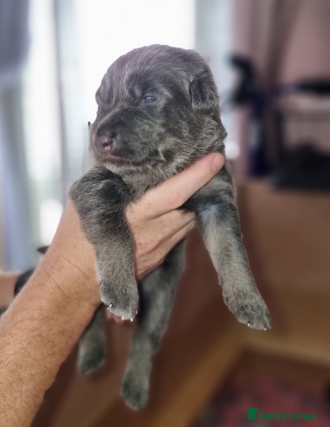 German Shepherd dogs for sale:  kc,health tested straight back german shepherd - Image 18