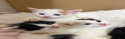 Mixed Breed cats for sale: Kittens Looking for Their Forever Homes 🐾 - Advert 8