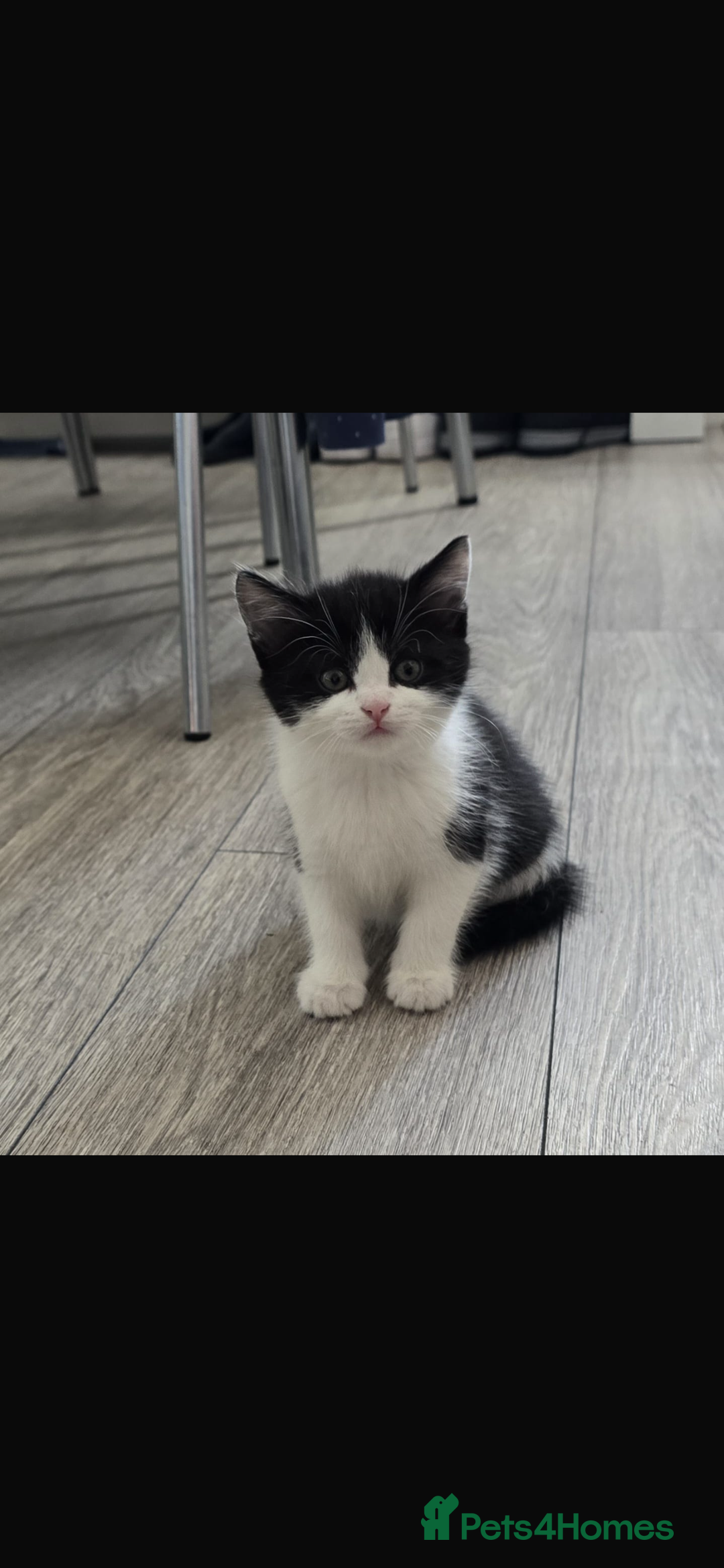 Bengal cats for sale: KITTENS READY TO GO!!!💓🐈🏡 - Image 3