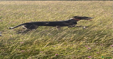 Lurcher dogs - Advert 5