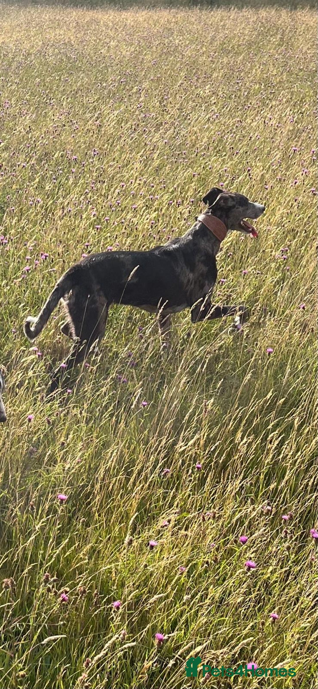 Lurcher dogs for stud: Gorgeous Blue Merle dog  - Image 3