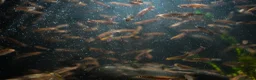 Other/Mixed Breed fish for sale: Red Chinese Snakehead - Advert 9