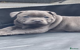 Staffordshire Bull Terrier dogs for sale: Top Quality Blue Staffordshire Bull Terriers  - Image 2