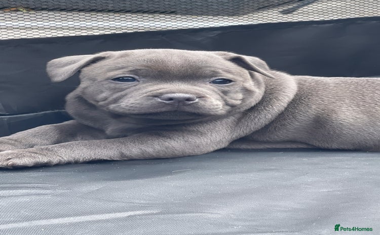 Staffordshire Bull Terrier dogs - Advert 1