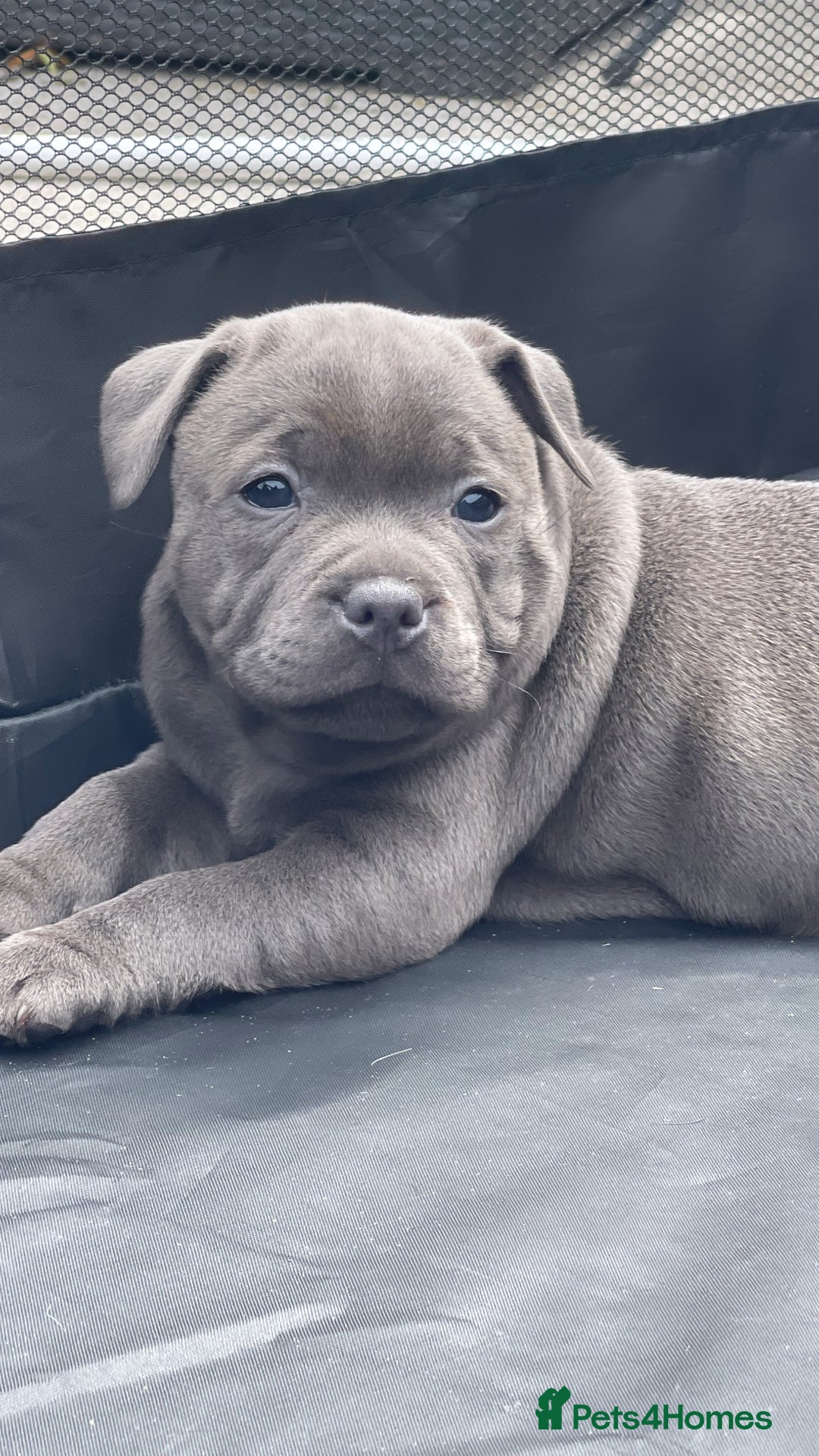 Staffordshire Bull Terrier dogs for sale: Top Quality Blue Staffordshire Bull Terriers  - Image 2