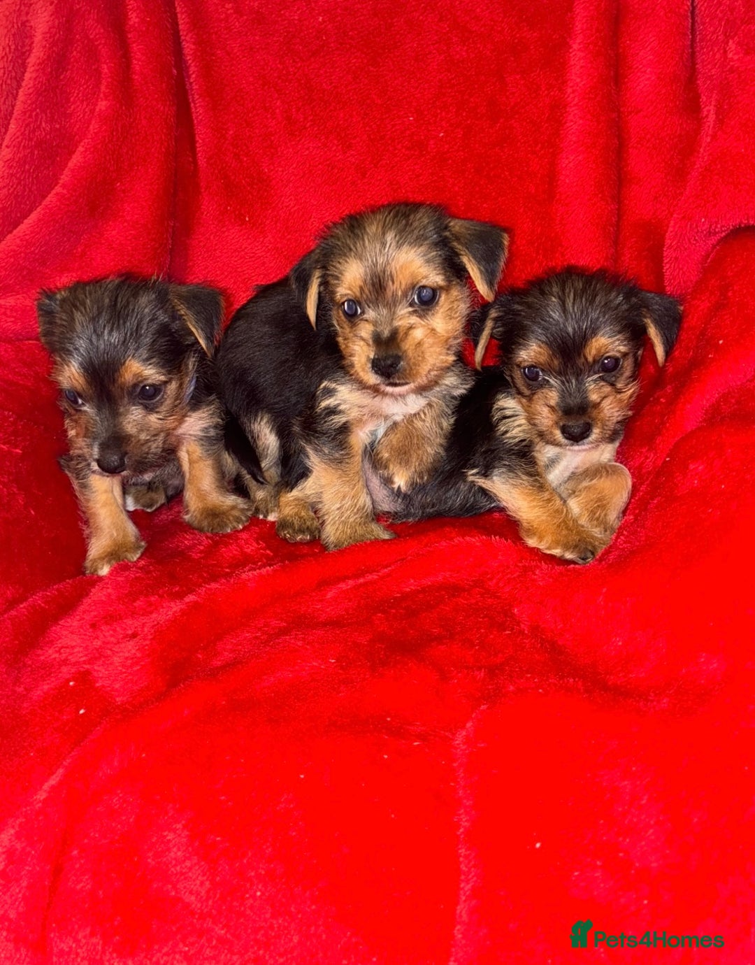 Mixed Breed dogs for sale: Yorkshire terrier cross Jack Russell puppies  - Advert 3