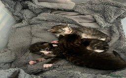 Mixed Breed cats for sale: 3 Healthy, Playful Kittens  - Image 4