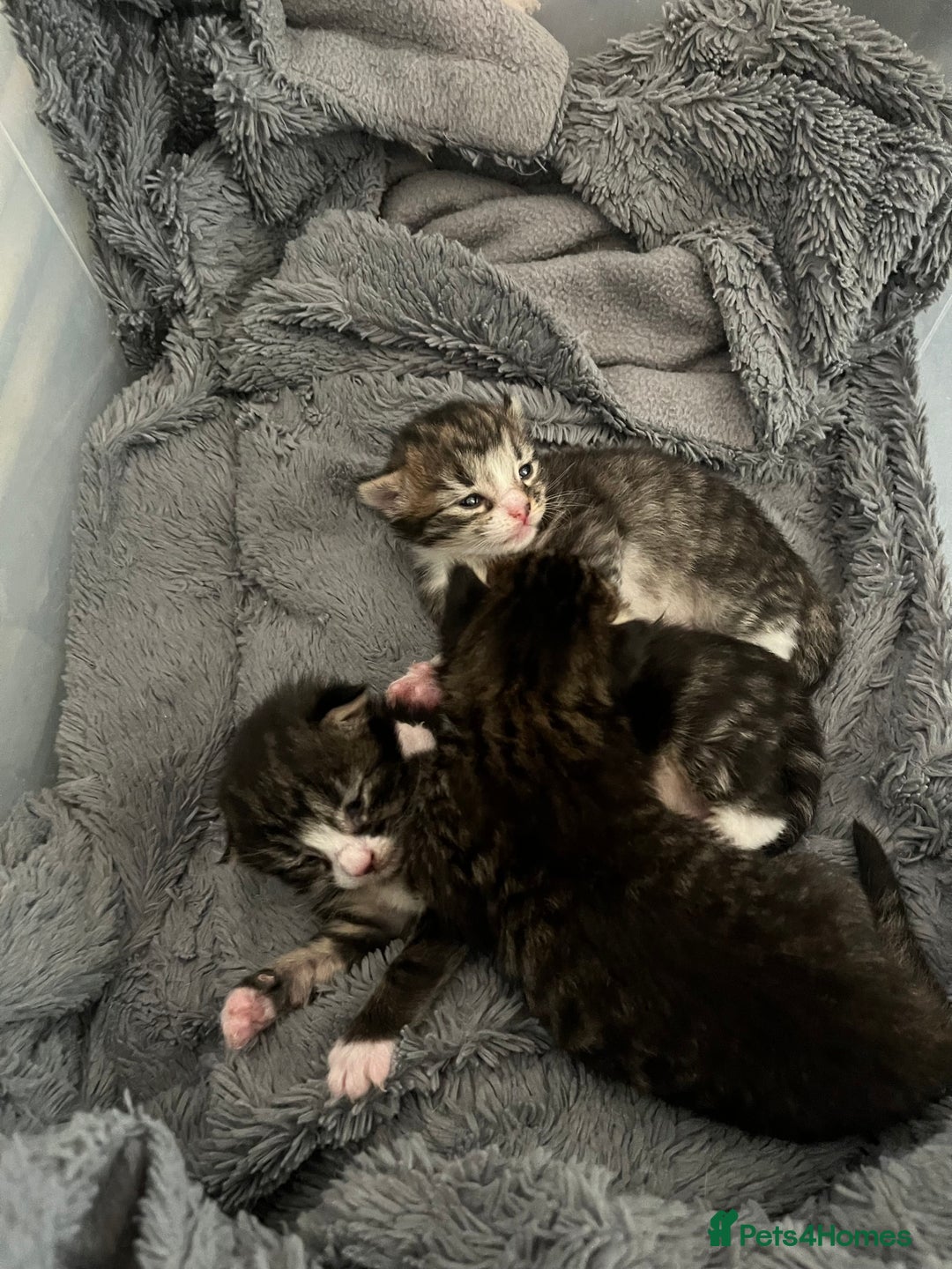 Mixed Breed cats for sale: 3 Healthy, Playful Kittens  - Image 4