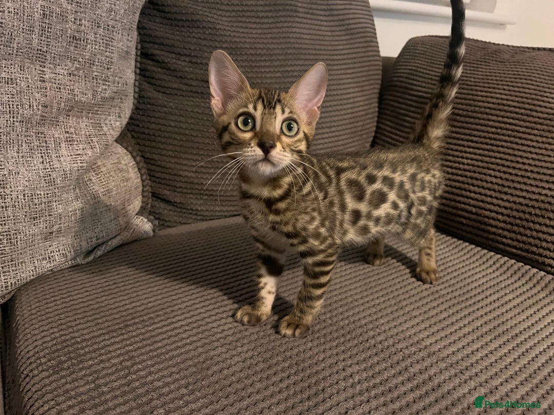 Bengal cats for sale: Stunning full pedigree registered bengal kittens  - Advert 5