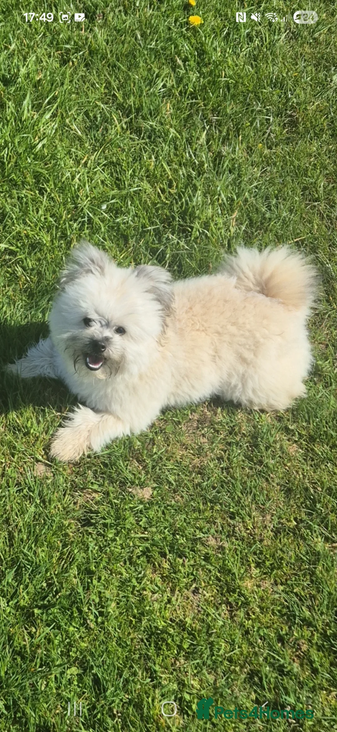 Pomapoo dogs for sale: 3 x Pomapoo Puppies 🐾 in Inverness - Advert 1