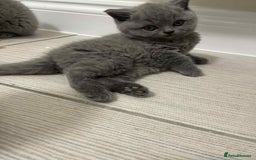 British Shorthair cats for sale: British Shorthair Blue Kittens for  **   - Advert 4