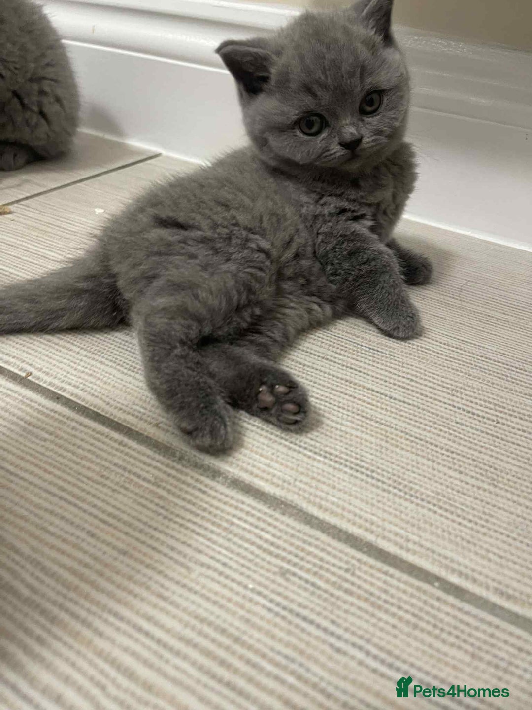 British Shorthair cats for sale: British Shorthair Blue Kittens for  **   - Advert 4