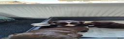 Sprocker dogs for sale: Last 3 boy Sprocker left - Advert 14