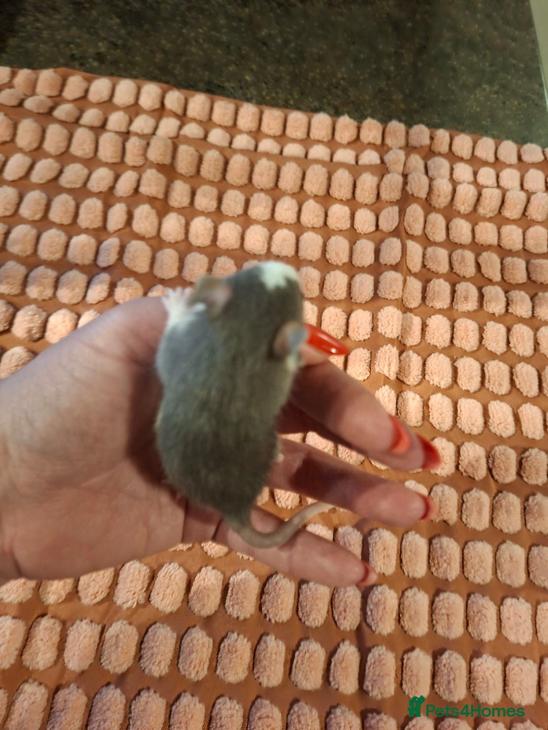 Rat rodents for sale: Fancy baby rats - Image 13