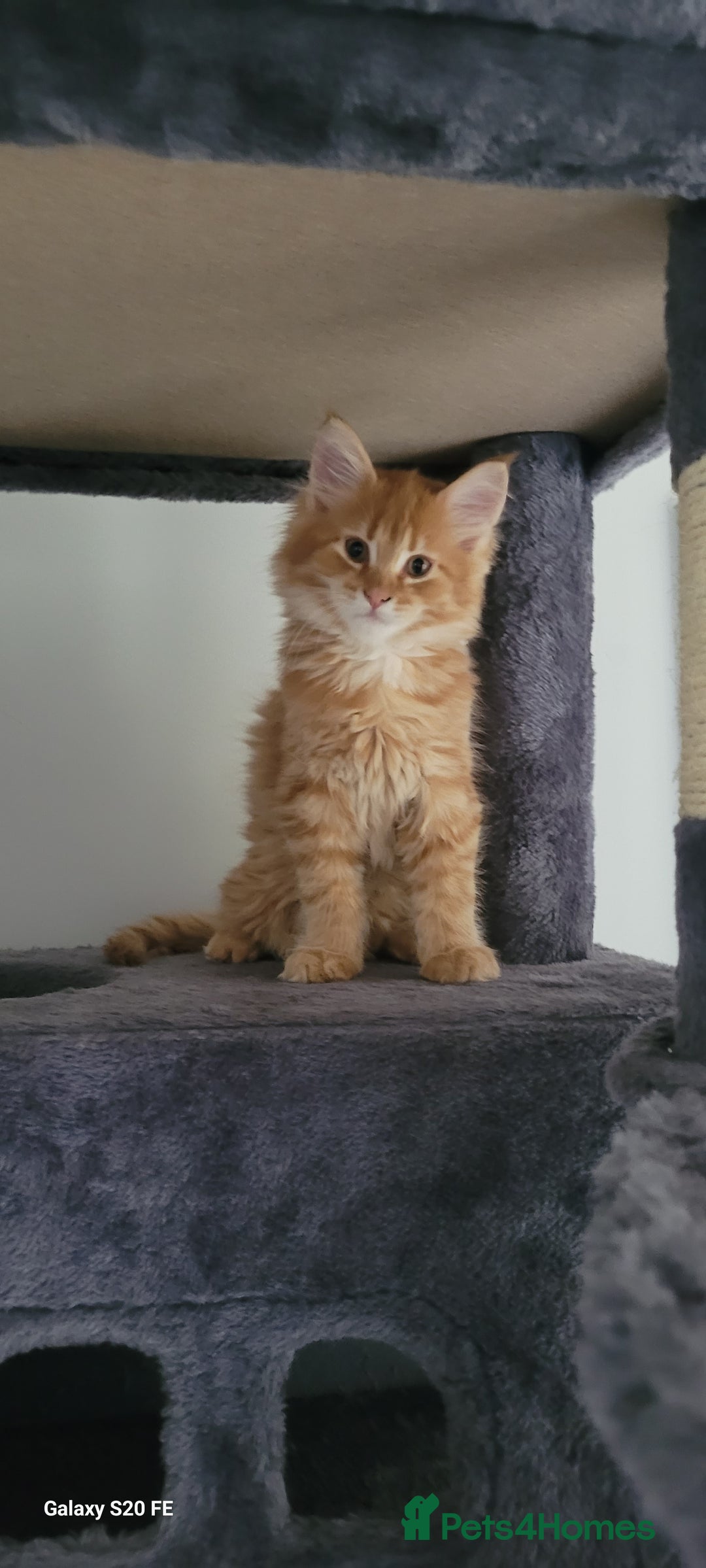 Maine Coon cats for sale: Xl Mainecoon red,silver girl  - Advert 1