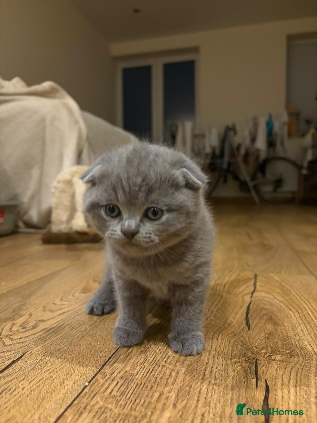 British Shorthair cats for sale: 4 beautiful British shorthair kittens - Advert 16