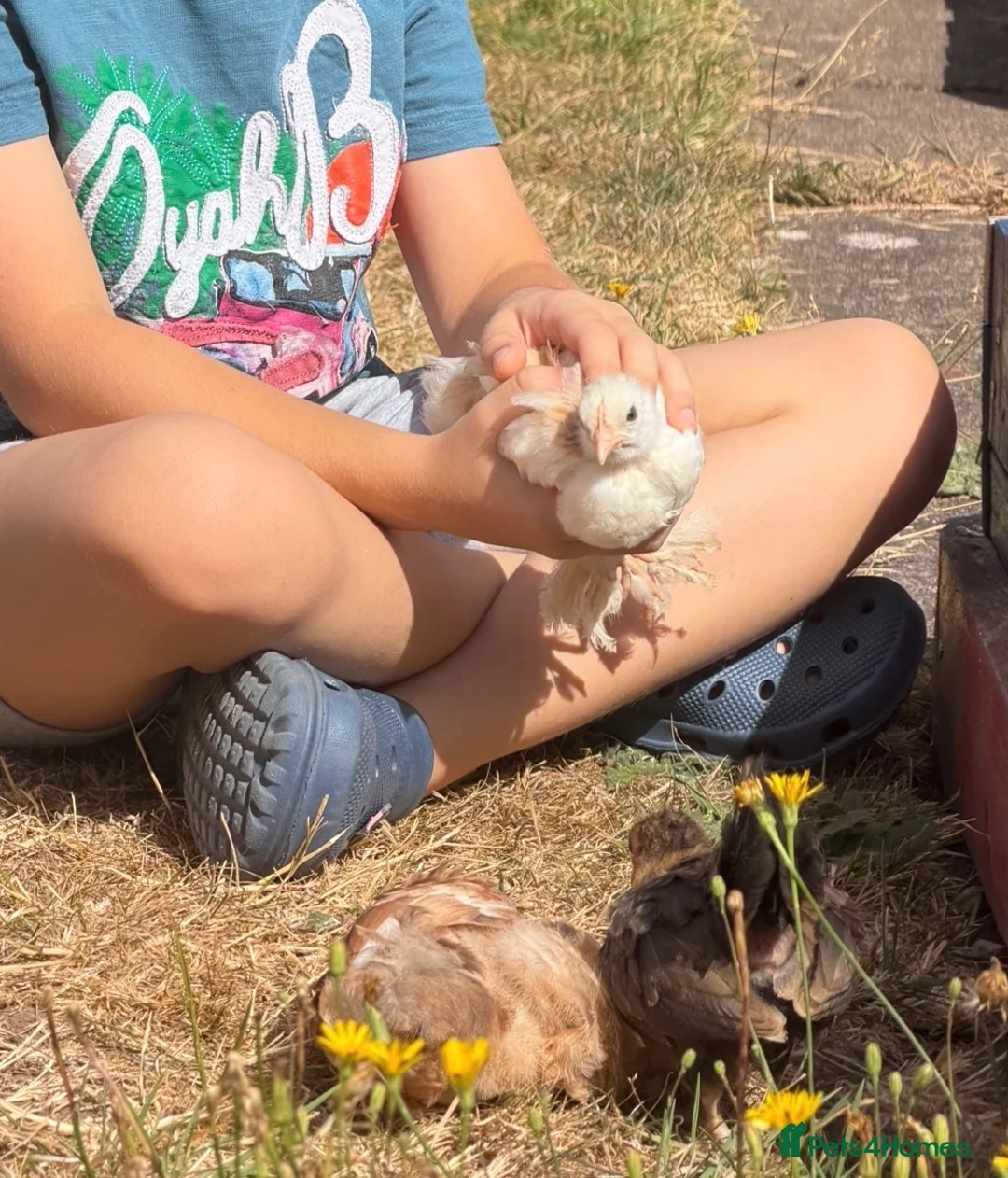 Chickens poultry for sale: 4x baby chicks  in Tamworth - Advert 2