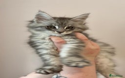 Maine Coon cats for sale: Beautiful mainecoon kittens - Image 4