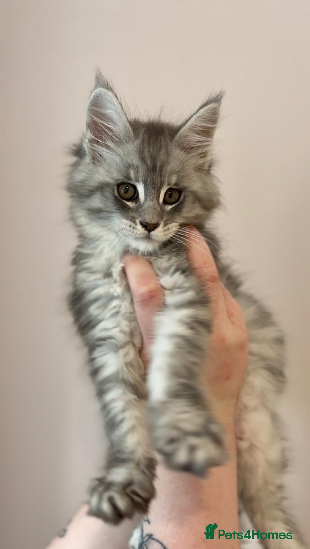 Maine Coon cats for sale: Beautiful mainecoon kittens - Image 4