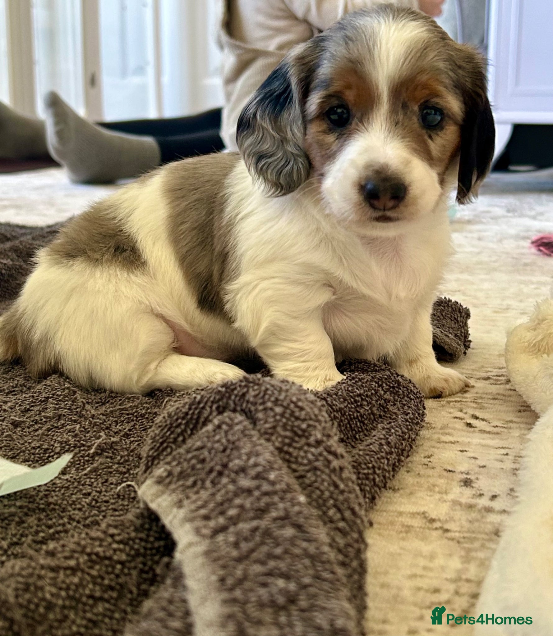 Miniature Dachshund dogs Beautiful KC Registered Long Hair Mini Dachshunds  - Advert 1