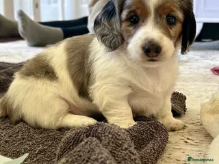 Miniature Dachshund dogs Beautiful KC Registered Long Hair Mini Dachshunds - Advert 4