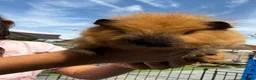 Guinea Pig rodents for sale: Rehoming my Guinea pigs  in Cardiff - Advert 2