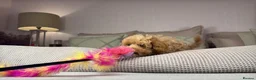 Maltipoo dogs for sale: OAKWELL RETRIEVERS ON INSTAGRAM  - Advert 26