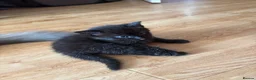 Mixed Breed cats for sale: Mixed Breed Siamese Kittens - Advert 12