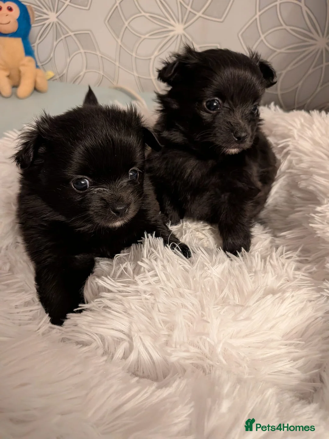 Pomchi dogs for sale: Beautiful Pomchi Puppies Loving 🏠 Reared Litters - Advert 18