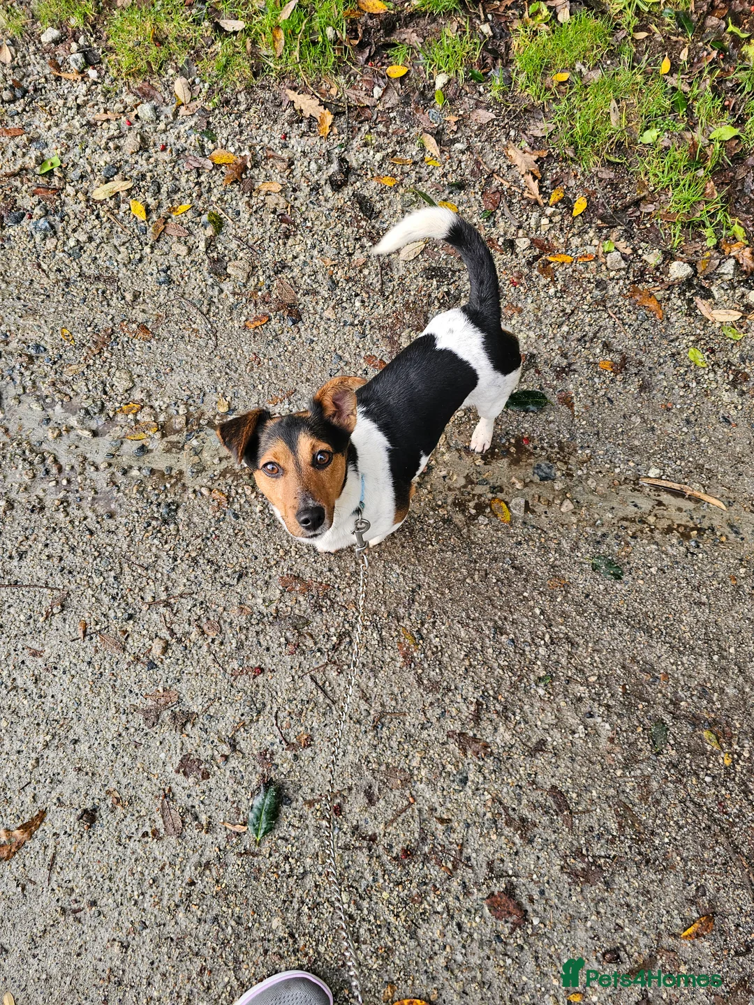 Jack Russell dogs for sale: Shiloh - Advert 5