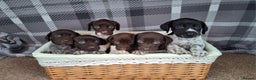 German Shorthaired Pointer dogs for sale: Beautiful GSP puppies. - Advert 12