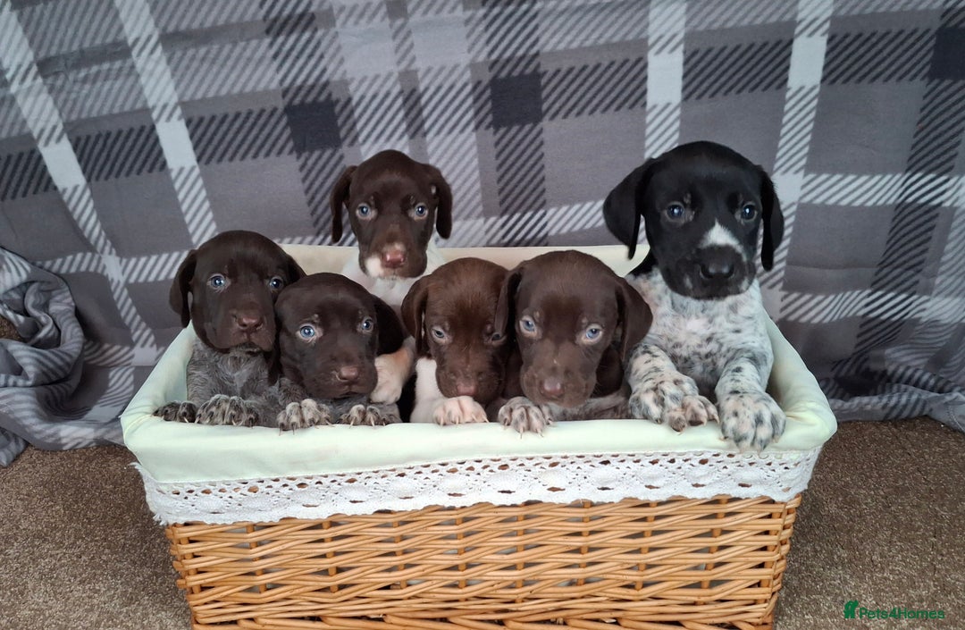 German Shorthaired Pointer dogs for sale: Beautiful GSP puppies. - Advert 12