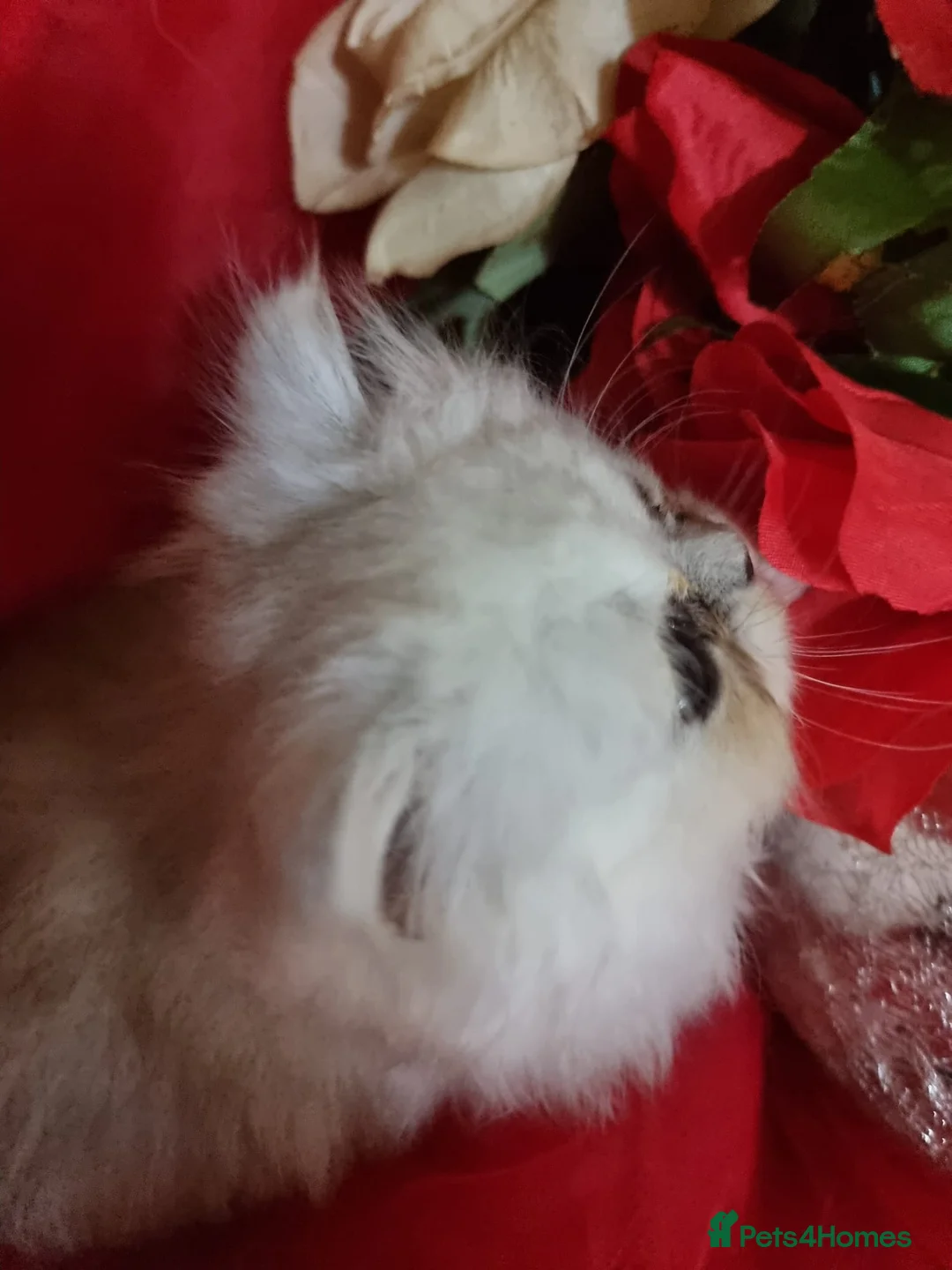 Persian cats for sale: Beautiful Persian chinchilla kittens  - Advert 2