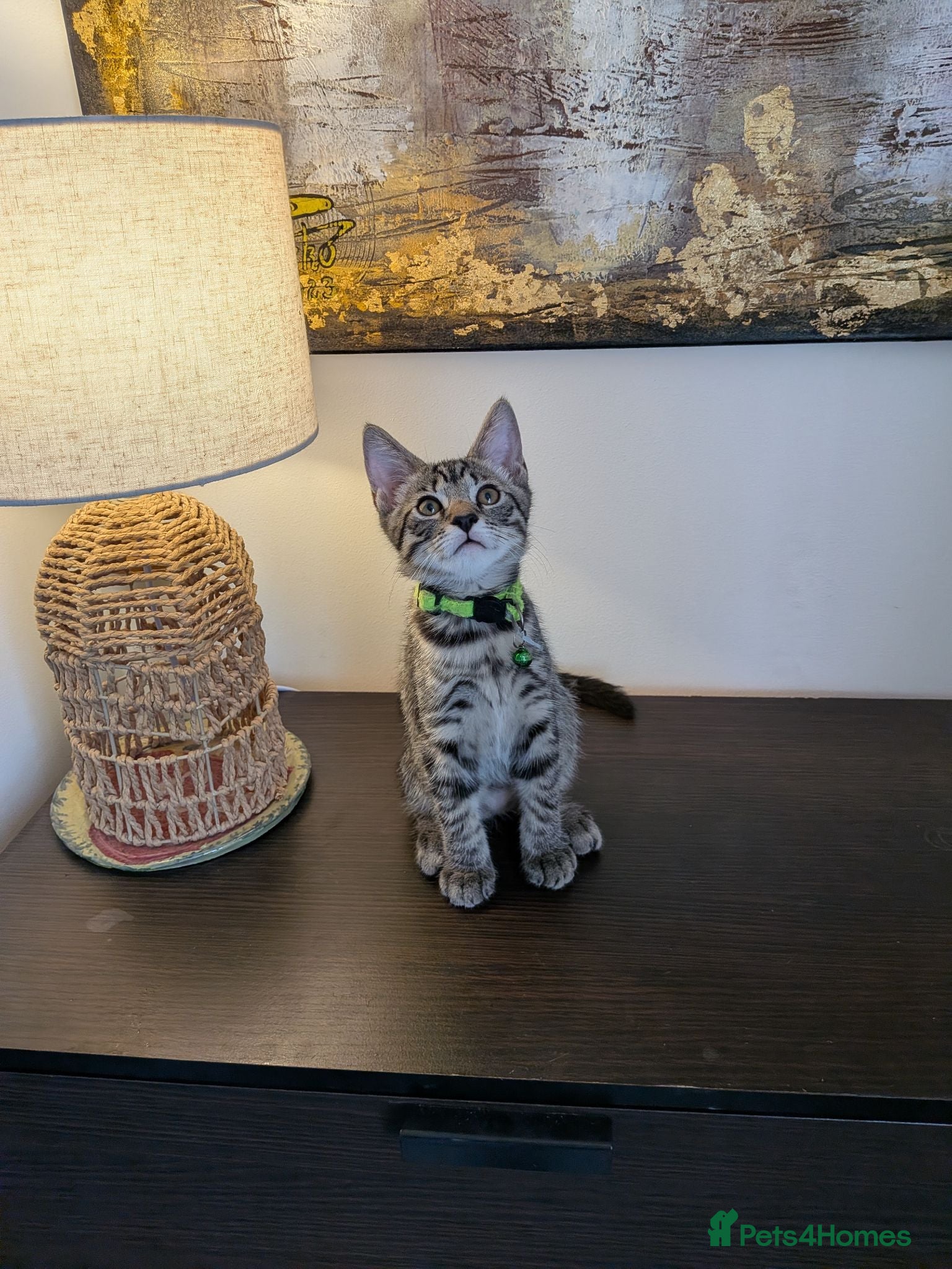 Mixed Breed cats Adorable kittens in London(SE18)😻😍😻 - Advert 1
