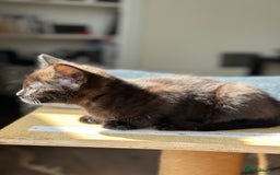 Mixed Breed cats for sale: ❤️ Burmese/White Russian Mixed (kittens) 4 Left - Image 13