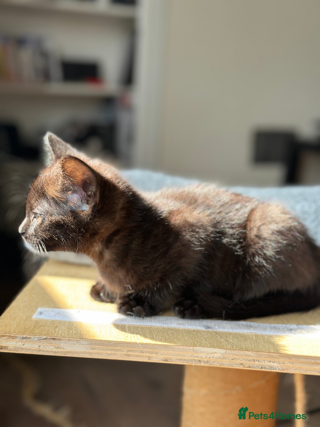 Mixed Breed cats for sale: ❤️ Burmese/White Russian Mixed (kittens) 4 Left - Image 13