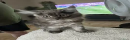 Maine Coon cats for sale: Mainecoon Kittens - Advert 24