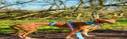 Ibizan Hound dogs for adoption: Cati a lovely calm girl who loves other dogs  in Alfreton - Advert 6