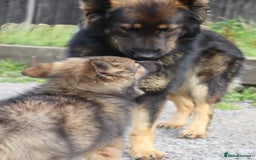 German Shepherd dogs for sale: German Shepherd puppies - Image 21