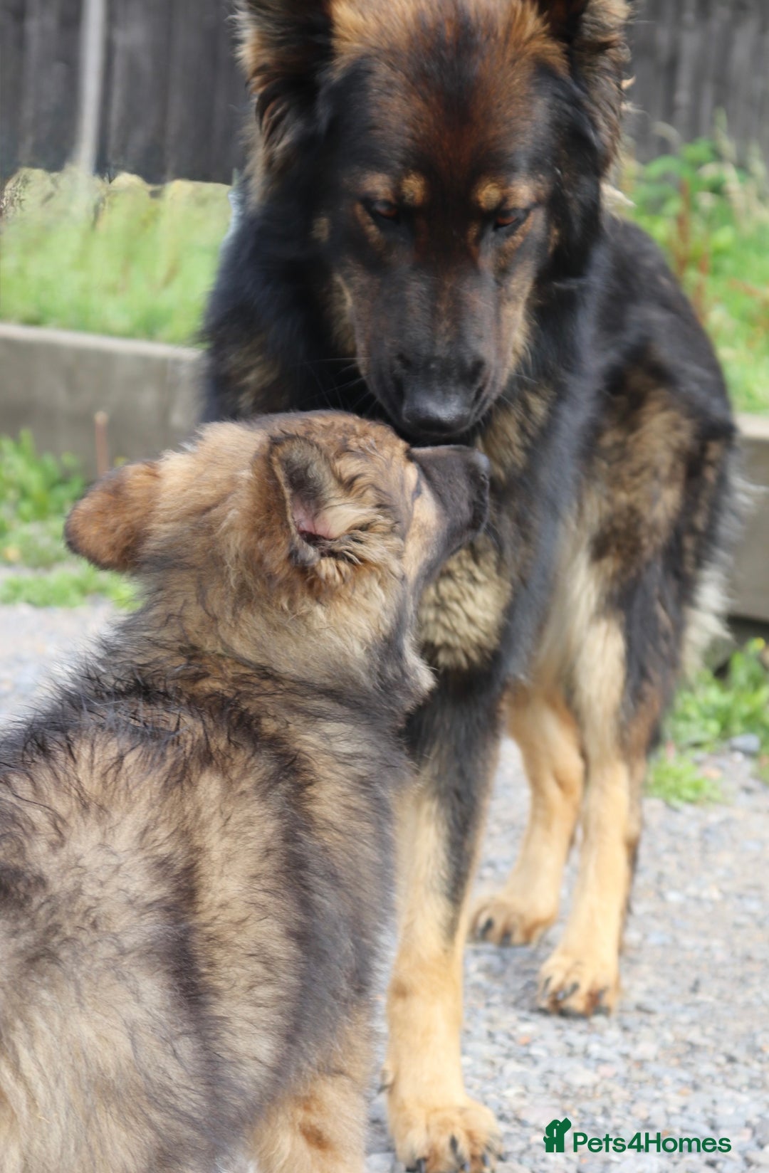 German Shepherd dogs for sale: German Shepherd puppies - Image 21