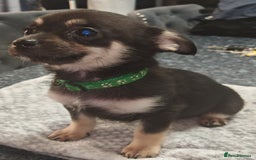 Pomchi dogs for sale: Six stunning pomchi puppies  - Image 4