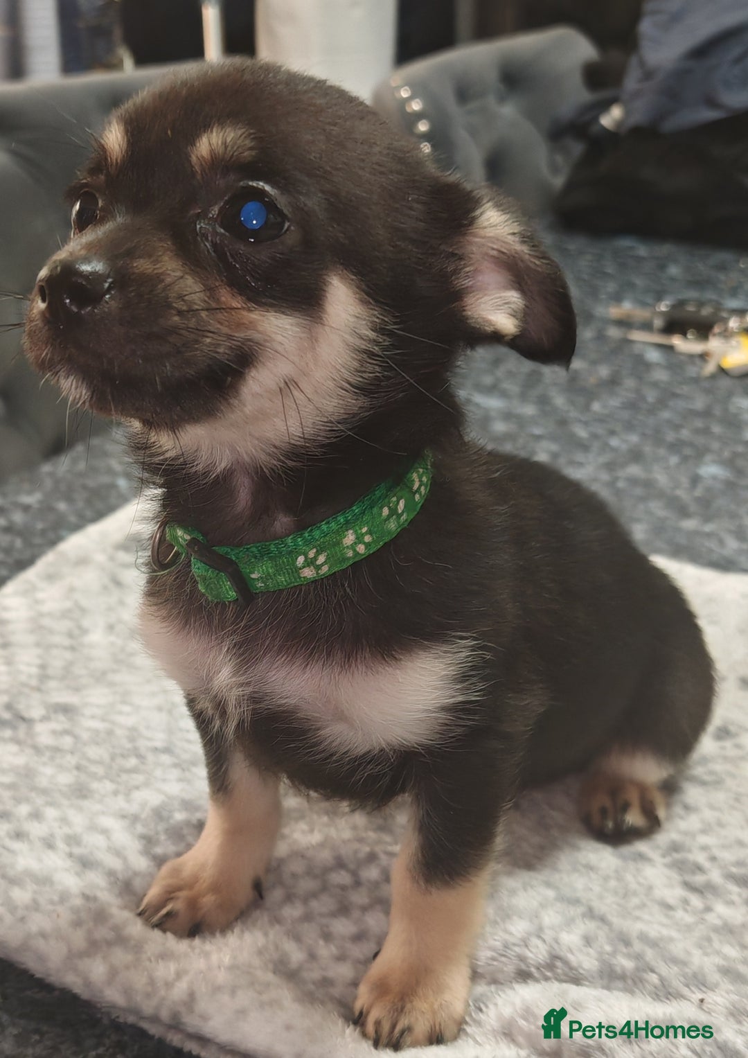 Pomchi dogs for sale: Six stunning pomchi puppies  - Image 4
