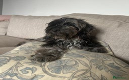 Cockapoo dogs for sale: Beautiful 6 month old girl  - Image 1