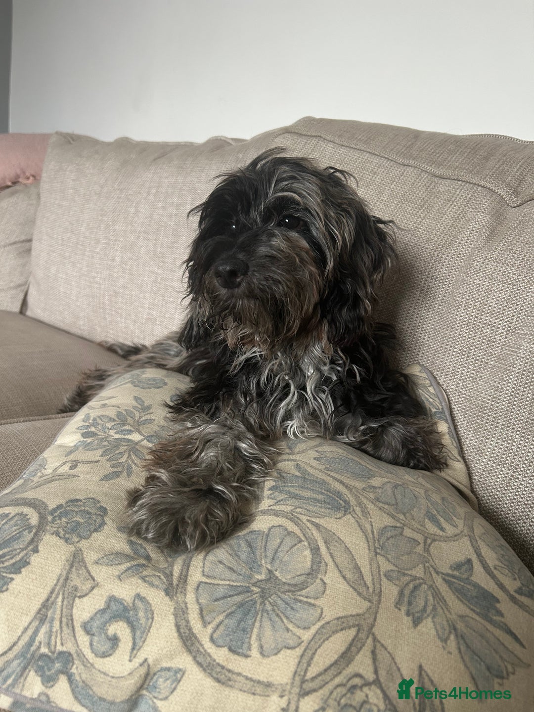 Cockapoo dogs for sale: Beautiful 6 month old girl  - Image 1