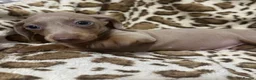 Dachshund dogs for sale: 🩷Amazing dachshund puppies🩷 - Advert 25